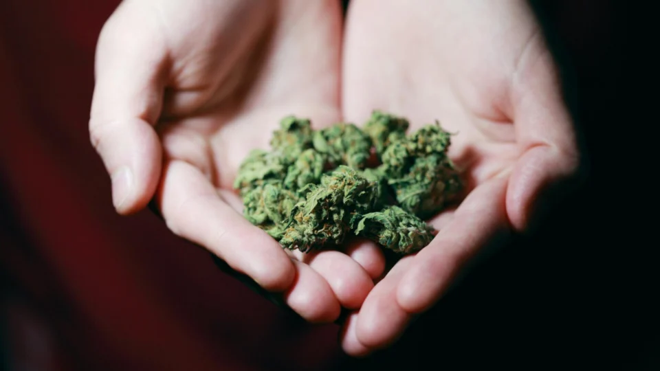 STF decide: 40 gramas de maconha diferenciam traficante de usuário