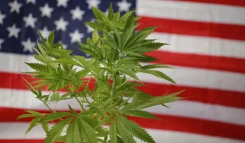 Desde quando fumar maconha é crime?