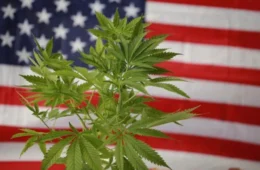 Maconha: Estados Unidos lideram caminho da descriminalização