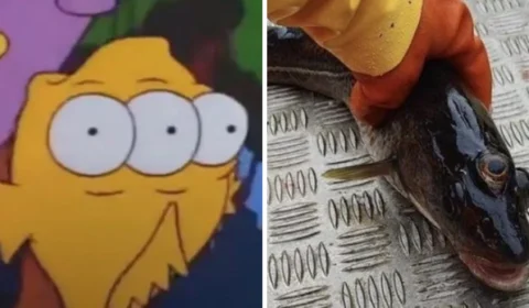 Peixe de três olhos é achado e web relembra ‘profecia’ dos Simpsons