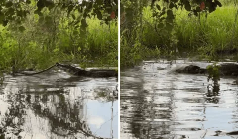 Quem levou a melhor? Vídeo flagra sucuri e jacaré em 2h de ‘briga’