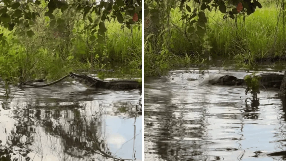 Quem levou a melhor? Vídeo flagra sucuri e jacaré em 2h de ‘briga’
