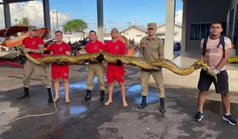 Sucuri ‘gigante’ assusta moradores no Acre; veja tamanho da cobra