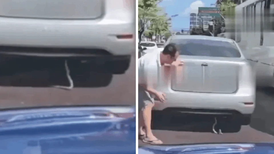VÍDEO: motorista encontra cobra em carro e para trânsito em Manaus