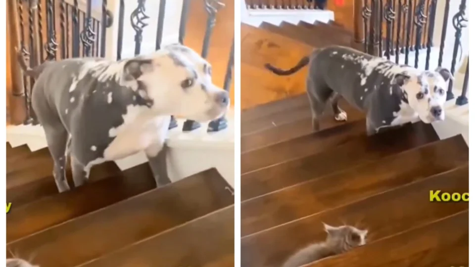 VÍDEO: cachorro com medo de gato na escada tem reação inesperada