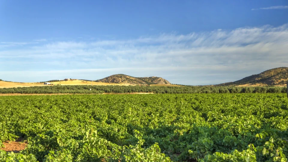 Governo apresenta novo Plano Safra nesta quarta-feira (3)