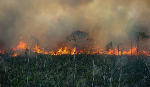 Amazônia enfrenta recorde de incêndios em duas décadas