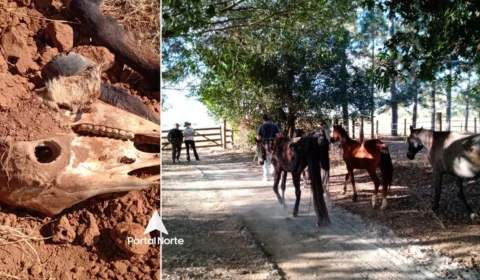 Animais vítimas de maus-tratos são resgatados na zona rural, em Vilhena 