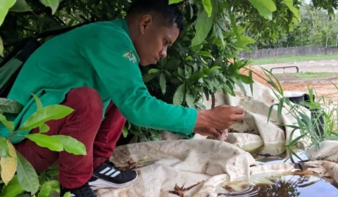 Amazonas registra mais de 20 mil casos suspeitos de arboviroses em seis meses