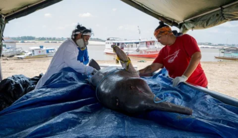 Seca no AM: aquecimento da água é generalizado e ameaça espécies na Amazônia