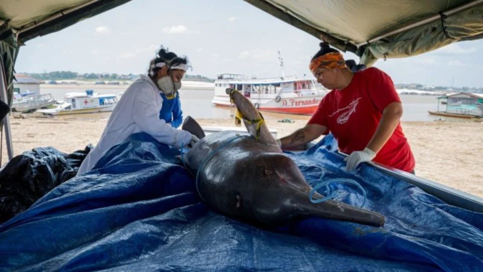 Seca no AM: aquecimento da água é generalizado e ameaça espécies na Amazônia