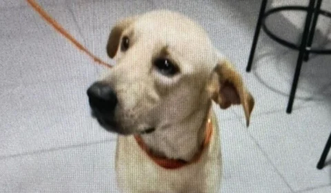 Homem mata cachorro a facadas e é preso em Manaus