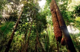 Cientistas brasileiros investigam terremotos profundos na Amazônia