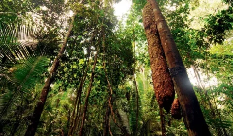 Estados Unidos repassam US$ 47 milhões ao Fundo Amazônia