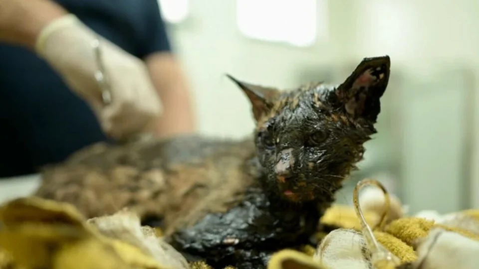 Gato é encontrado coberto de breu de asfalto em Manaus