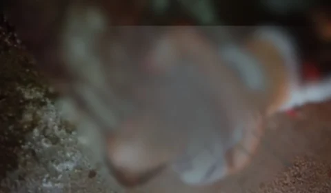 Pistoleiros executam motociclista com tiros na cabeça em Manaus