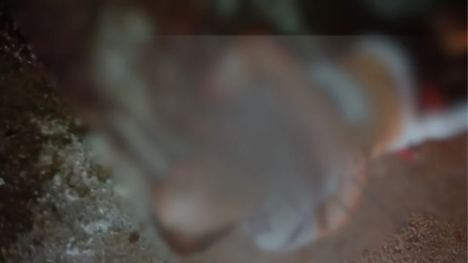 Pistoleiros executam motociclista com tiros na cabeça em Manaus