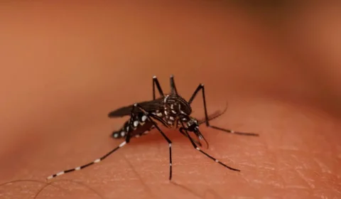 Lei que institui protocolos de enfrentamento a Dengue é sancionada