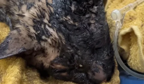 FOTO TRISTE! Gato é encontrado coberto de asfalto em Manaus