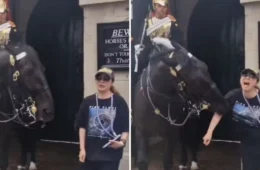 Turista leva baita mordida de cavalo da realeza britânica; veja vídeo