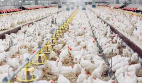 Doença de Newcastle: Posso consumir frango e ovo normalmente?