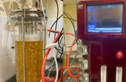 Bioativos de cogumelos podem prevenir doenças, diz estudo; veja