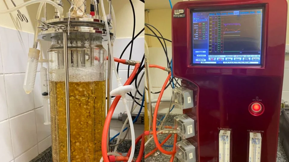 Bioativos de cogumelos podem prevenir doenças, diz estudo; veja