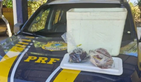PRF apreende 1,9kg de carne de animais silvestres em Gurupi-TO