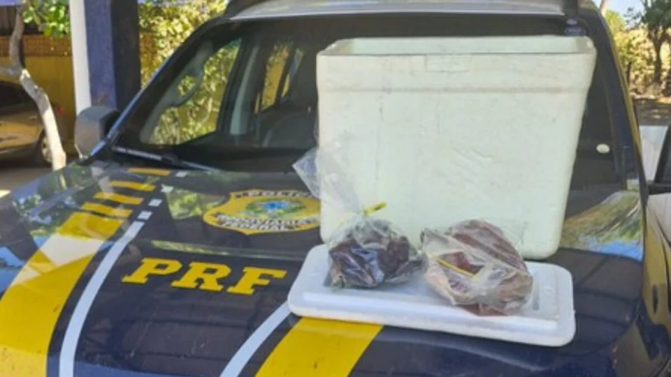 PRF apreende 1,9kg de carne de animais silvestres em Gurupi-TO