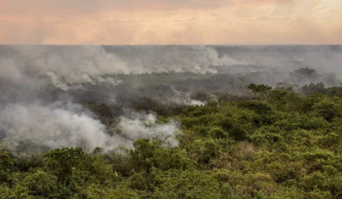 Incêndios no Pantanal têm 96% dos focos controlados