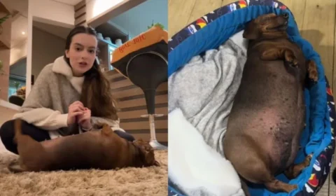 Didi Cupuaçu, cachorrinha do TikTok, morre aos 9 anos e vídeo é de chorar