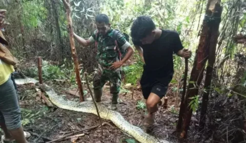 Mulher desaparecida é encontrada dentro de cobra píton