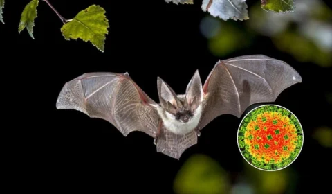 Nipah: saiba o que é e como age o vírus com potencial epidêmico