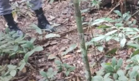 Adolescente e três homens matam e ocultam corpo de jovem em área de mata no AM