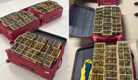 Homens são presos com 500 canários-da-terra em malas no aeroporto de Boa Vista
