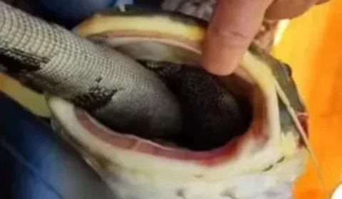 Peixe fica ‘entalado’ após tentar devorar iguana e vídeo mostra resgate