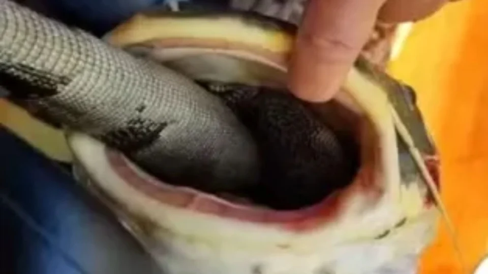 Peixe fica ‘entalado’ após tentar devorar iguana e vídeo mostra resgate