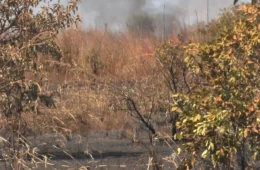 Naturatins suspende autorização de queima controlada no TO