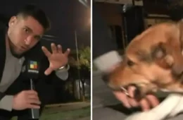VÍDEO: Repórter é mordido por cachorro durante transmissão ao vivo