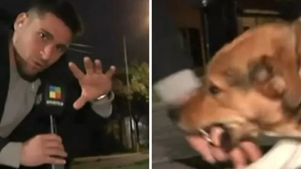 VÍDEO: Repórter é mordido por cachorro durante transmissão ao vivo