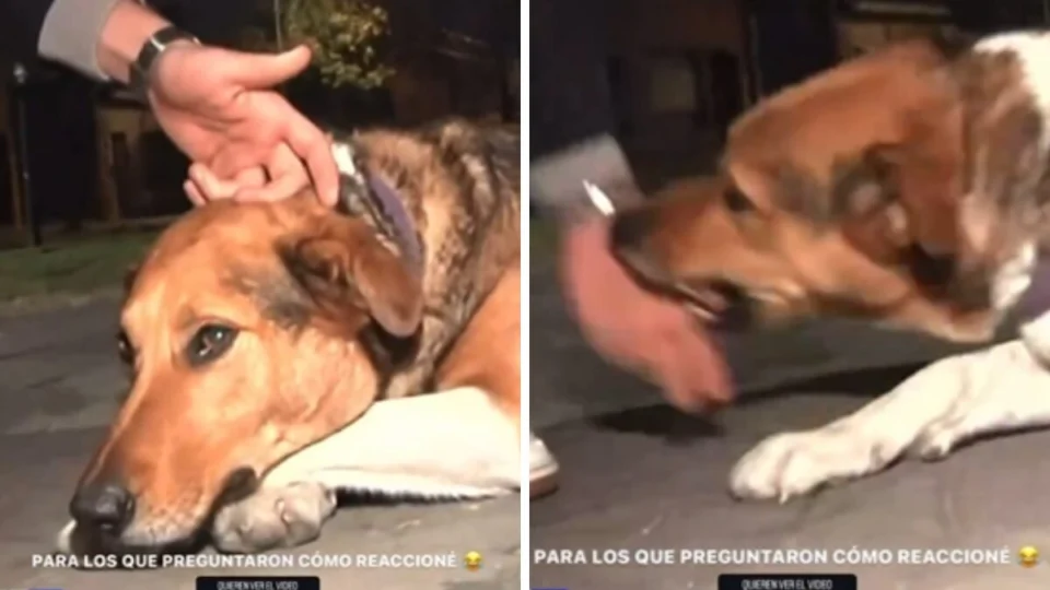 VÍDEO: Repórter acaricia cachorro chamado de ‘assassino’ e leva mordida