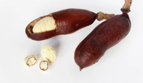 Jatobá: conheça o chá e os benefícios da planta