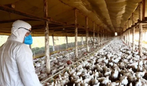 Doença de Newcastle: governo declara fim de emergência no RS