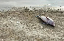 Seca severa na Amazônia volta a afetar botos vermelhos e tucuxis