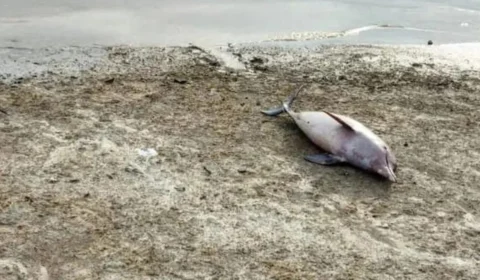 Seca severa na Amazônia volta a afetar botos vermelhos e tucuxis