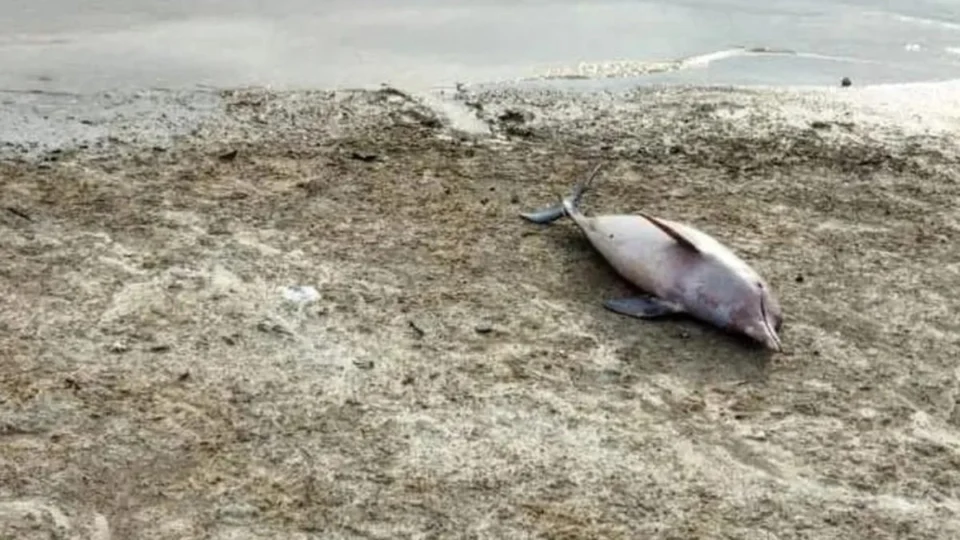 Seca severa na Amazônia volta a afetar botos vermelhos e tucuxis