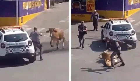 Policial militar atira e mata boi em rua de São Paulo; assista