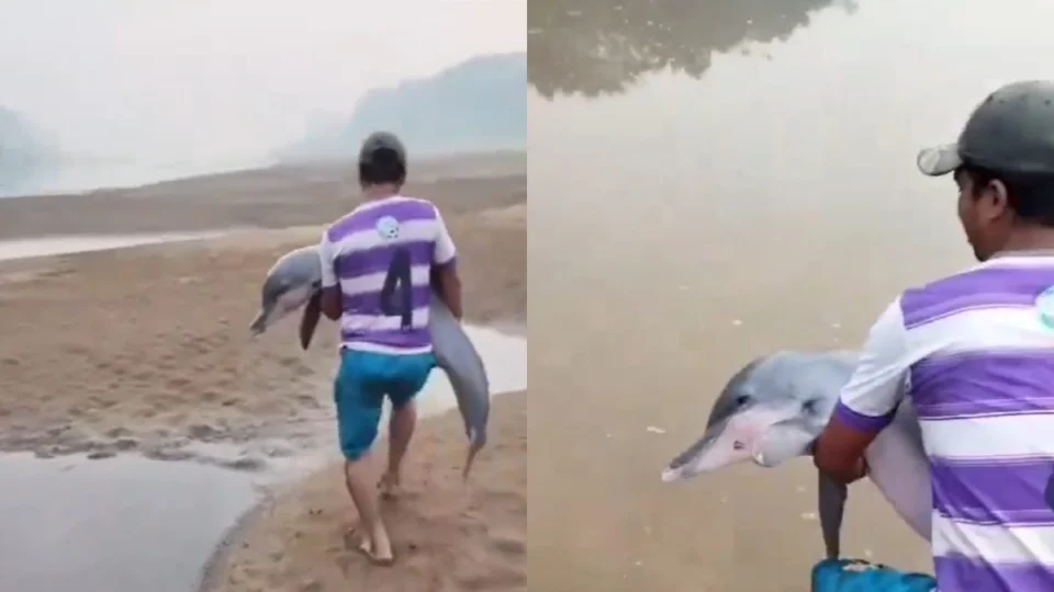 Ribeirinho salva boto encalhado em meio à seca na Amazônia; vídeo