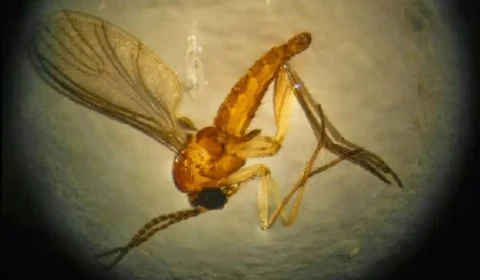 Morte fetal por transmissão vertical de Oropouche é confirmada