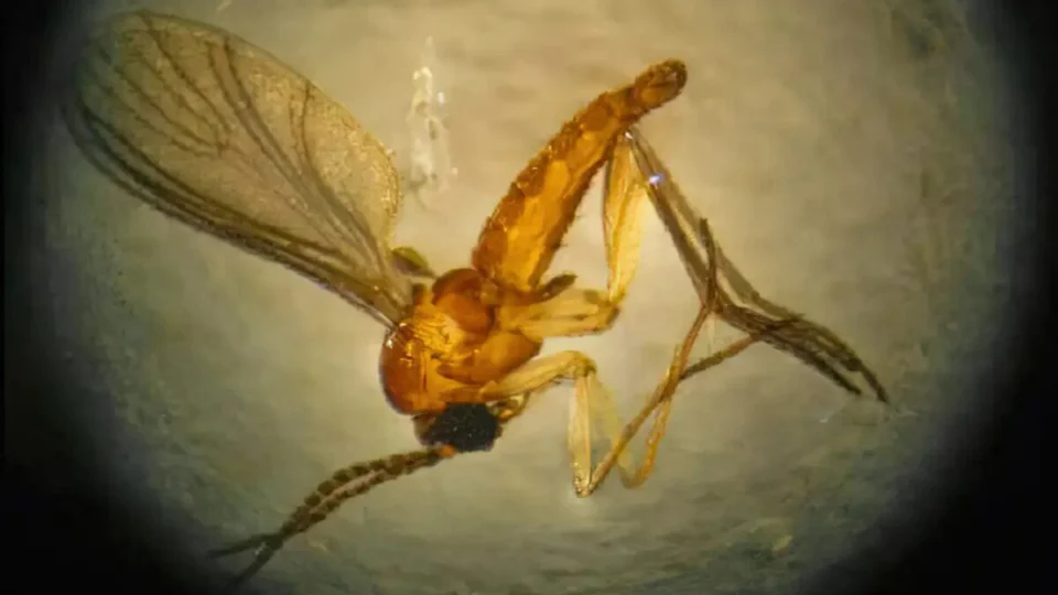 Morte fetal por transmissão vertical de Oropouche é confirmada